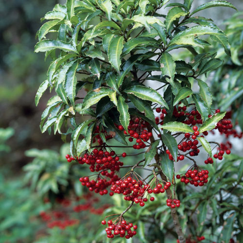 Ardisia crenata